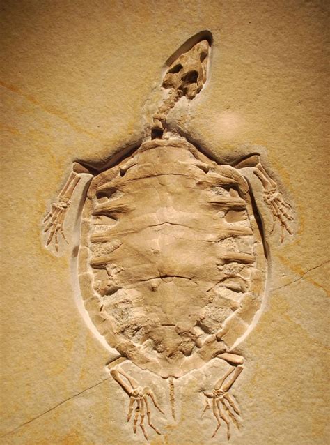 Fósil de tortuga … | Registro fosil, Fosiles, Animales de la prehistoria