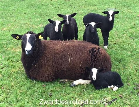 ♥ ~ ♥ Sheep ♥ ~ ♥ Zwartbles Ireland | Sheep breeds, Cute animals, Animals beautiful