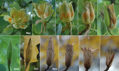 Liriodendron tulipifera | Landscape Plants | Oregon State University