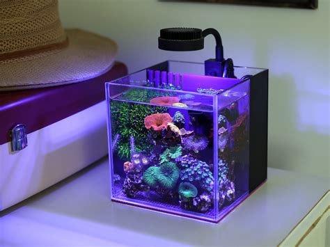 SaltyGallon's 1 Gallon All-In-One Pico Reef - April 2021 Featured Reef ...