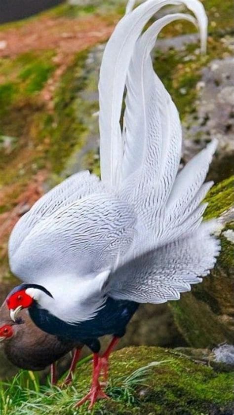 Best 12 31 National Geographic Birds in the Wild … – Artofit