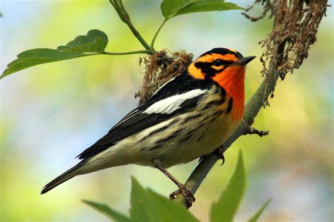 Blackburnian Warbler Male Photograph by Brett Friend - Pixels