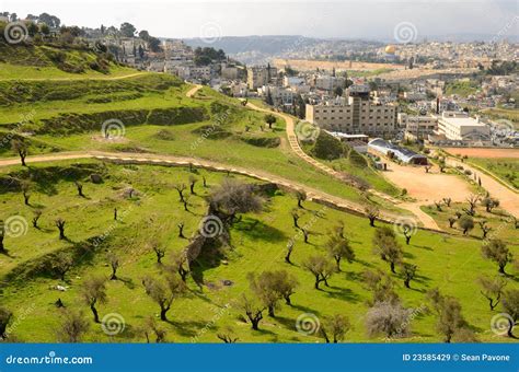 Olive Trees In Jerusalem Royalty Free Stock Images - Image: 23585429