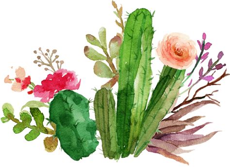 Congratulations! The PNG Image Has Been Downloaded (Transparent Cactus Flower Png - Watercolor ...