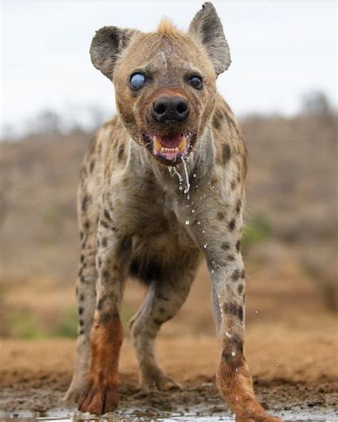 🔥 This injured Spotted Hyena looks 100 times scarier. - NatureIsFuckingLit | Wildlife animals ...