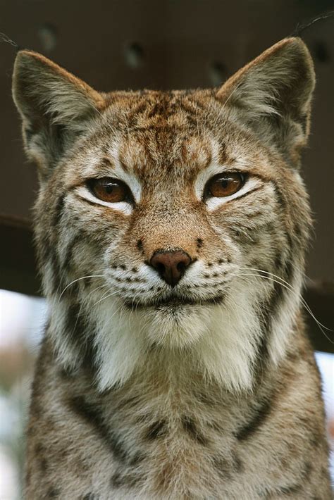 Banshee - Eurasian Lynx | Banshee was bought as a pet. When … | Flickr