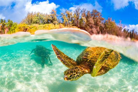 The Best Snorkeling Spots in Oahu