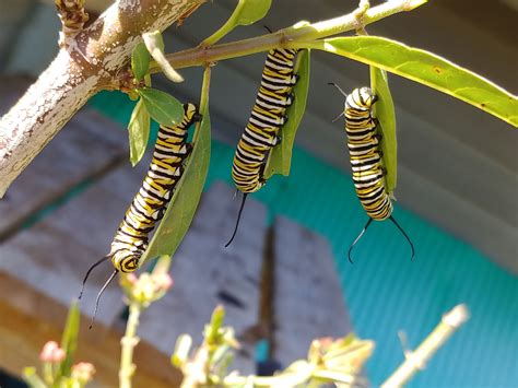 Monarch Butterfly Caterpillars