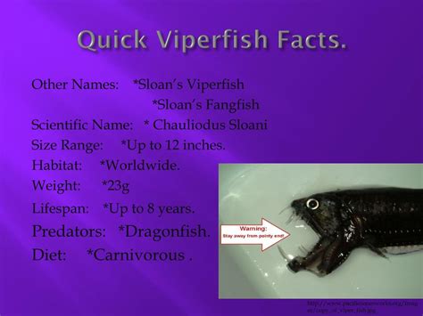 PPT - Viperfish. PowerPoint Presentation, free download - ID:2797345