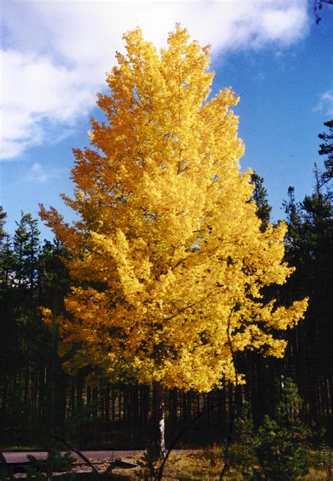 Aspen Trees in Yellow in Jasper National Park, Alberta, Canada image ...