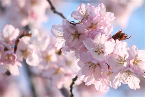 A Golden Opportunity for Cherry Blossoms in Hokkaido – JAIKOJACKS