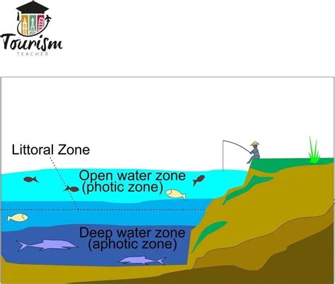 The Littoral Zone Made SIMPLE - Tourism Teacher