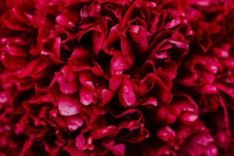 Red Roses 4k