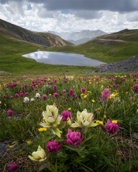 San Juan Mountain Wildflowers | Lars Leber Photography