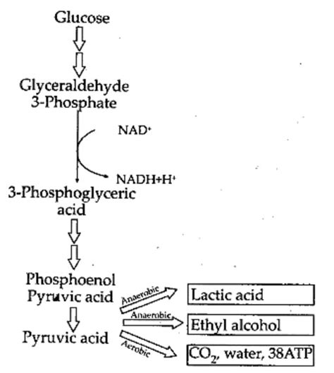 Pyruvic acid is the end product of glycolysis. What are the three metabolic fates of pyruvic ...