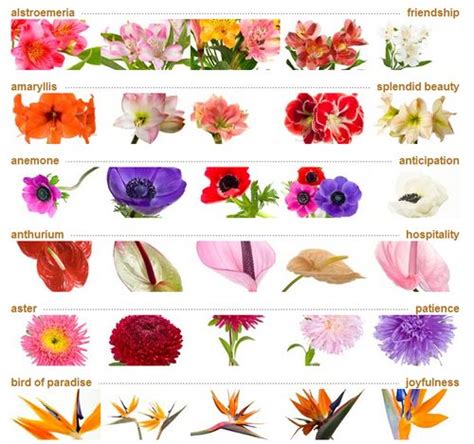 flower names