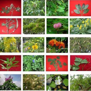 (PDF) Angiosperm Diversity at Jamtala Village of Chapai Nawabganj district, Bangladesh with ...