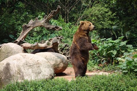 Chimelong Safari Park, Guangzhou China