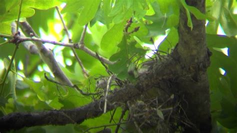 Scarlet Tanager Nest Building - YouTube