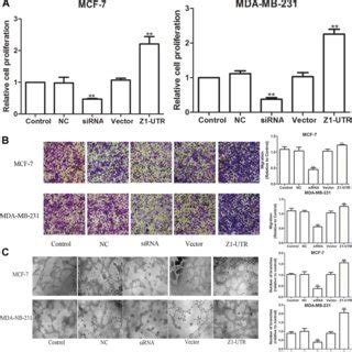 Z1-UTR could promote tumor-induced HUVEC cells proliferation ...