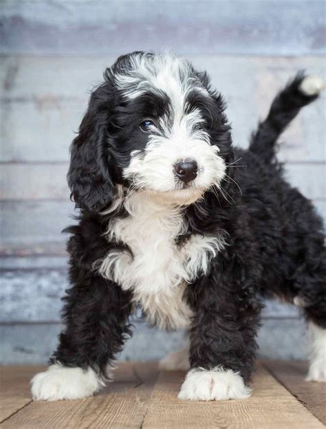 Poodle Mixes - The Twenty Most Popular Doodle Dogs | Doodle dog, Doodle dog breeds, Poodle mix