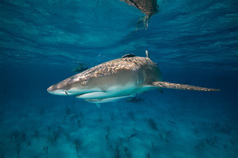 Snaggletooth Shark - Freediving in United Arab Emirates. Courses, Certificates and Equipment