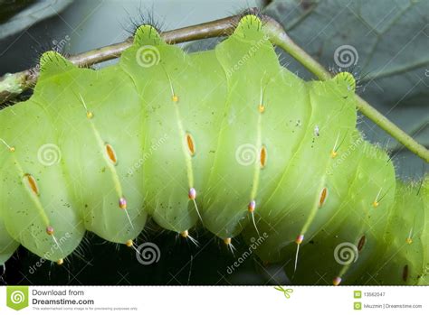 Caterpillar Of The Luna Moth (Actias Luna) Royalty Free Stock ...