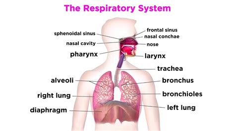 Respiratory System Diaphragm Function