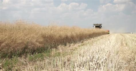 Combine harvesting canola on the field, Industrial Stock Footage ft ...