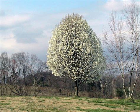 Live Plant Bartlett Pear Tree - Established Fruit Tree - 1 Plant in 1 Gallon Pot - Houseplants