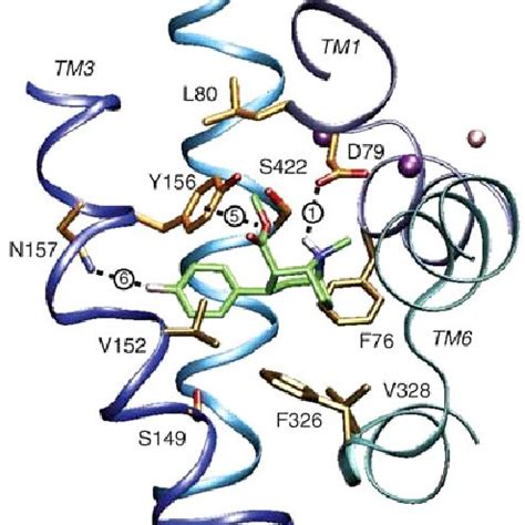 Structure of the human dopamine transporter. Colored circles denote... | Download Scientific Diagram