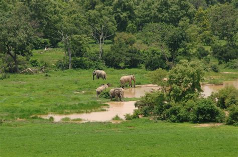 Mole National Park