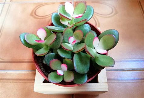 10 Lucky Plants That Will Bring Good Luck and Wealth to Your Home ...