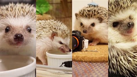 GO ON A DIET - hedgehog - - YouTube