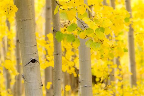 Identifying the Aspen Tree