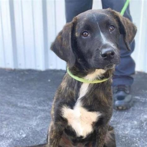 Dog for adoption - Quinnie (prev Winnie), a Labrador Retriever & Border Collie Mix in Fairfax ...