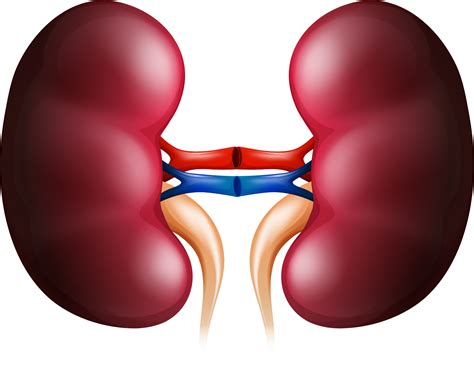 Kidney clipart unhappy, Kidney unhappy Transparent FREE for download on ...