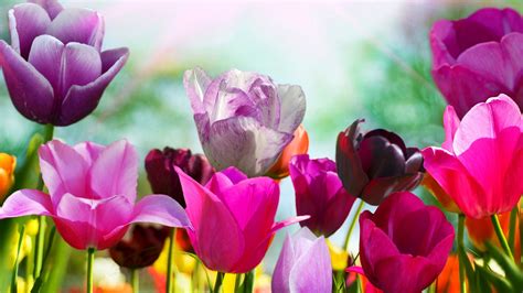 Spring Flowers Desktop Backgrounds HD – Cute Wallpapers 2024