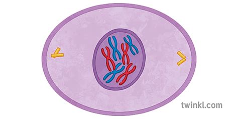 Prophase Mitosis Illustration