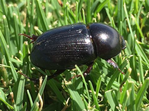 African Black Beetle – Identification, Life Cycle, Facts & Pictures