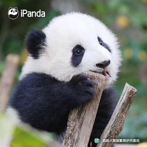 Cute Baby Pandas Eating Bamboo