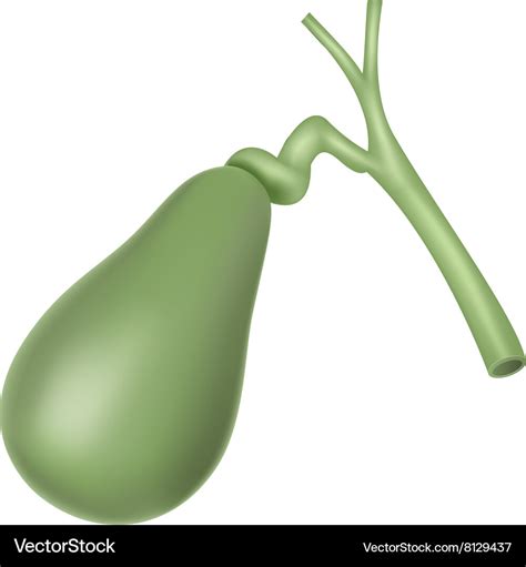 Cartoon of human gallbladder anatomy Royalty Free Vector