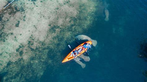 9 Best Places To Kayak With Manatees In Florida - Florida Trippers