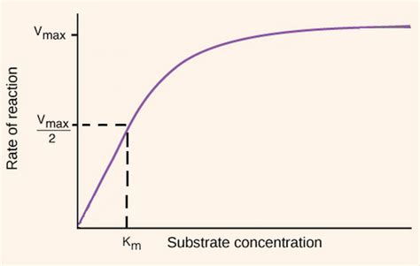 Enzyme Substrate Concentration Graph