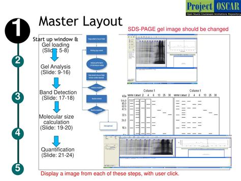 PPT - SDS-PAGE gel analysis PowerPoint Presentation, free download - ID:3473118