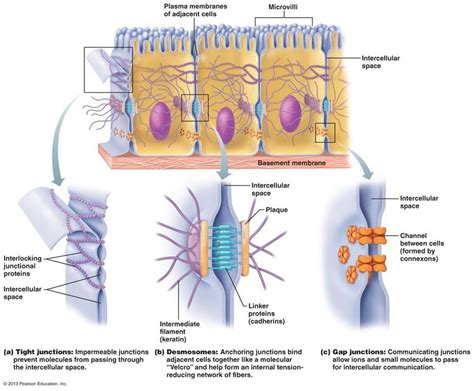 Cell junction, Tight junction, Gap junction