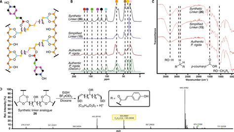 Structural analyses of synthetic sporopollenin analogues A Molecular ...