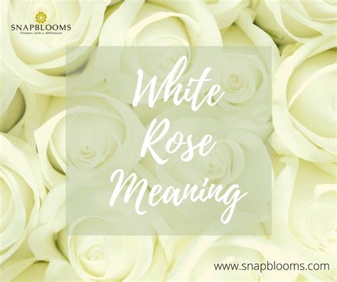 White Rose Meaning and Symbolism Guide - SnapBlooms Blogs