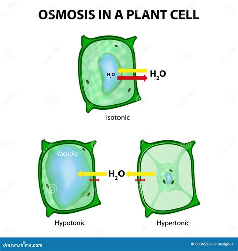 Cell Osmosis, Cell In Isotonic Solution, Cell In Hypertonic Solution, Cell In Hypotonic Solution ...