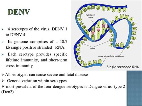 The dengue virus structure